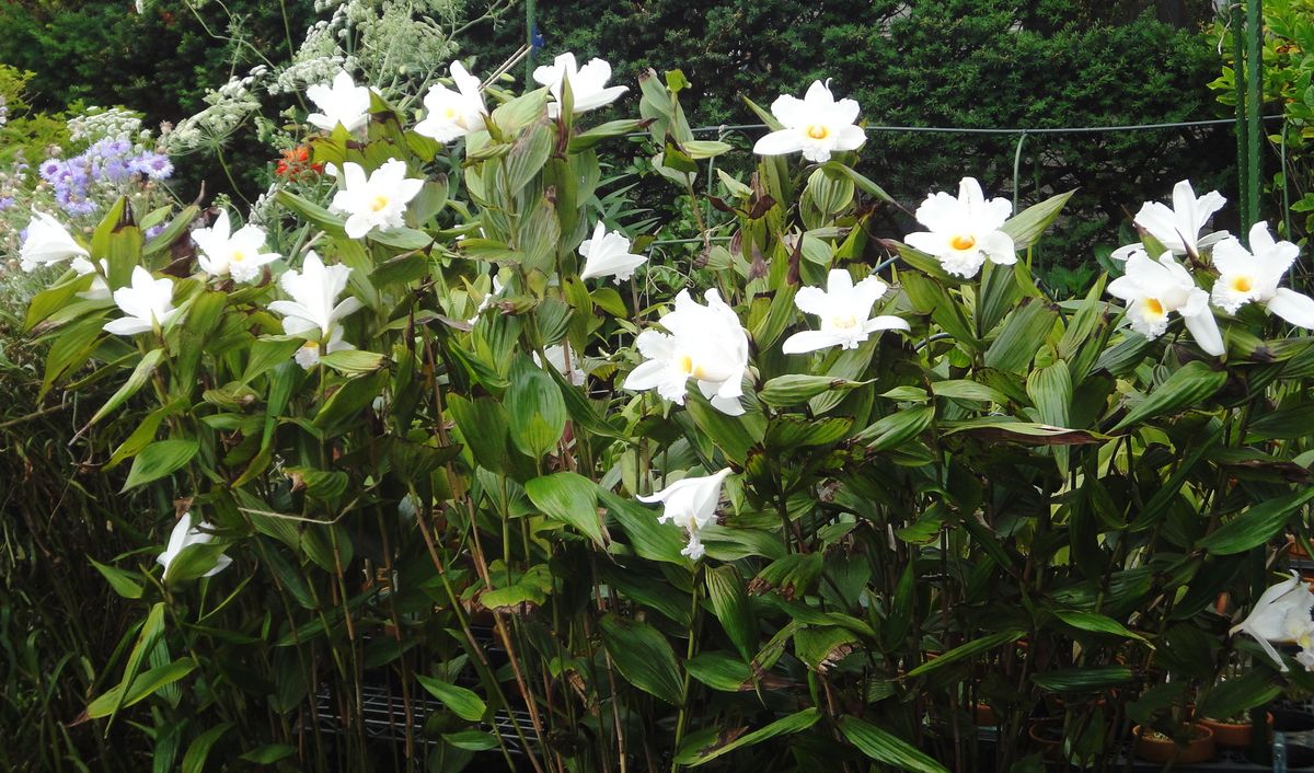 一斉に開花＼(^o^)／