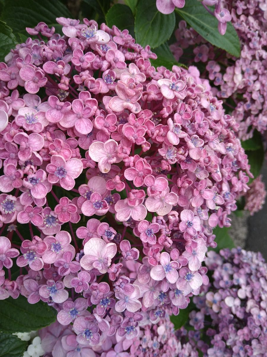 💞おたふく紫陽花〜☆彡