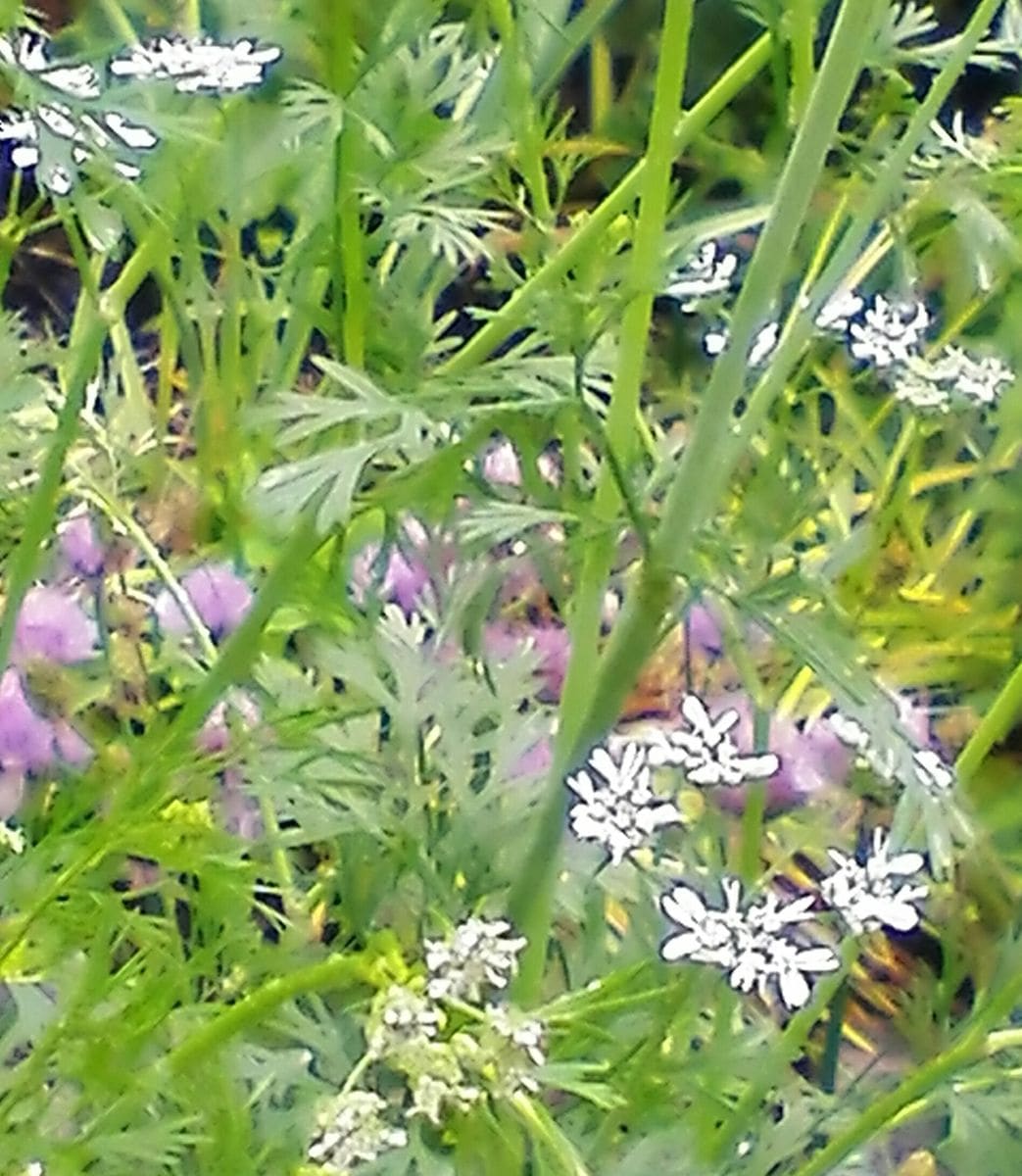 6月のハーブ🌿💠花💮