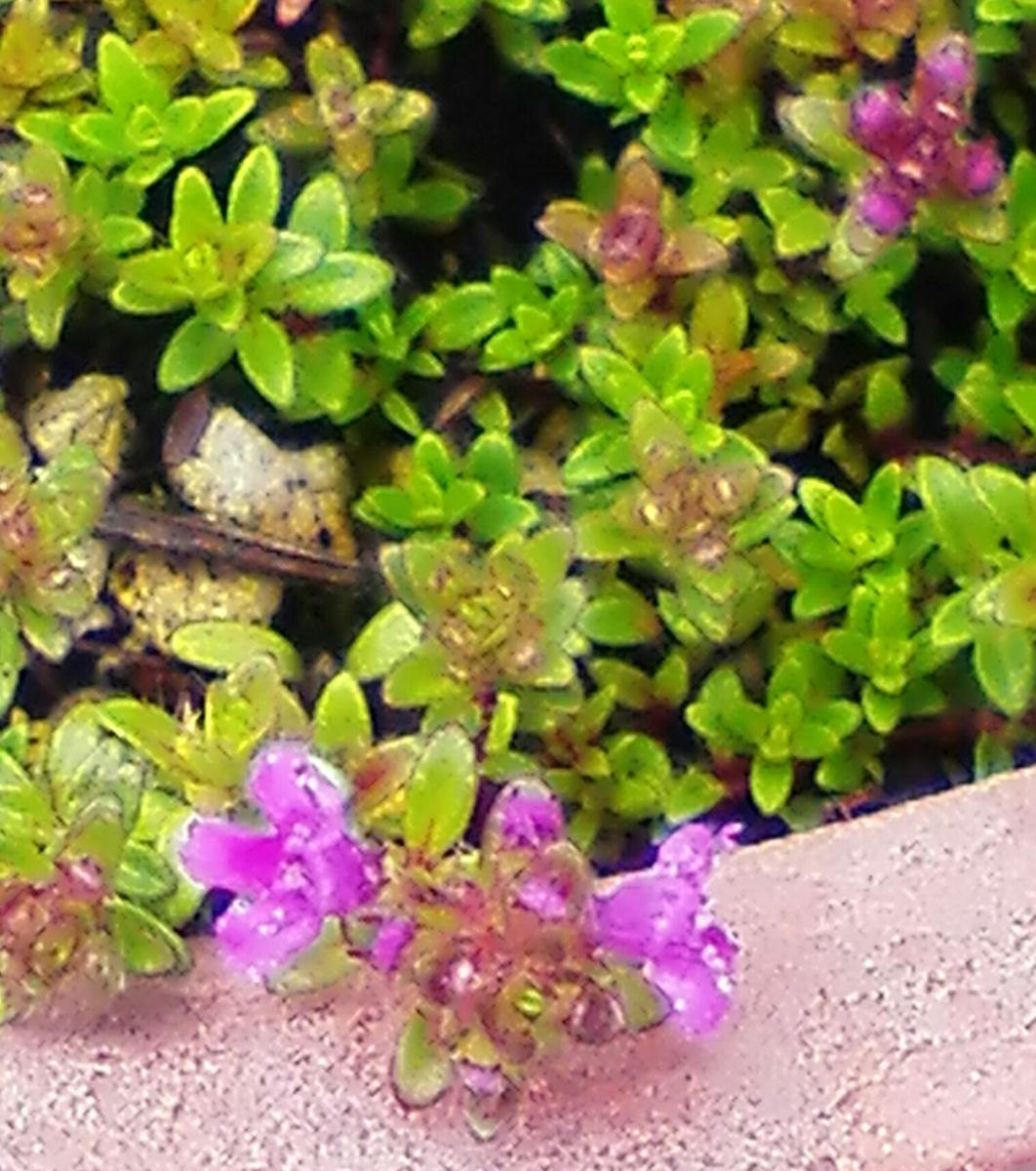 6月のハーブ🌿💠花💮