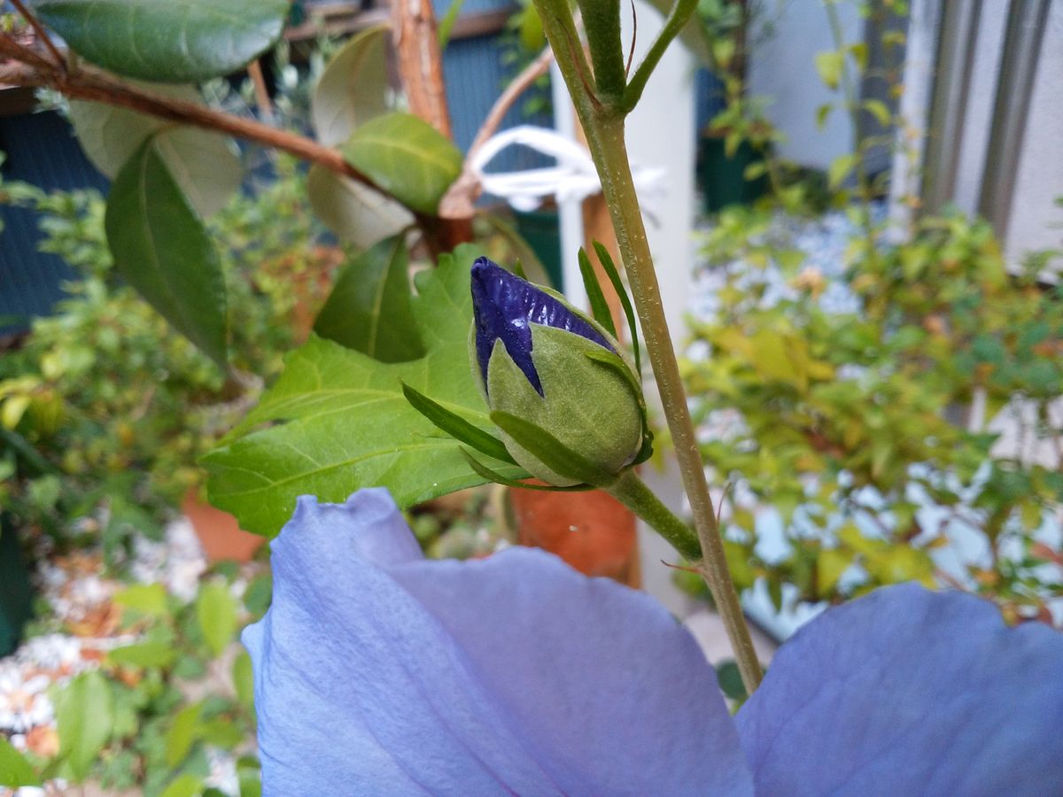 幸せの青い花