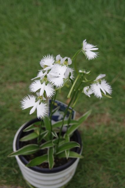 サギ草の植えかえ