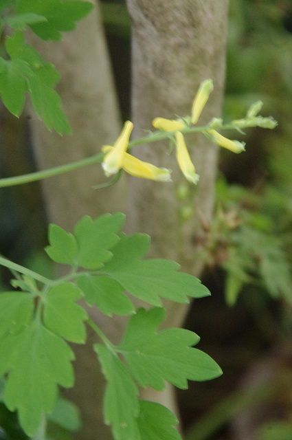 寄せ植え作ってみました