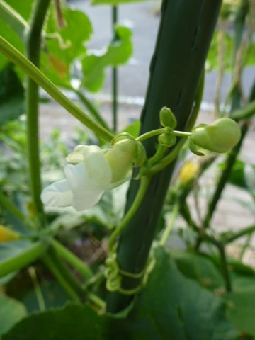 家庭菜園6月15日