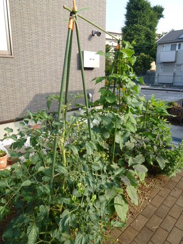 家庭菜園6月15日