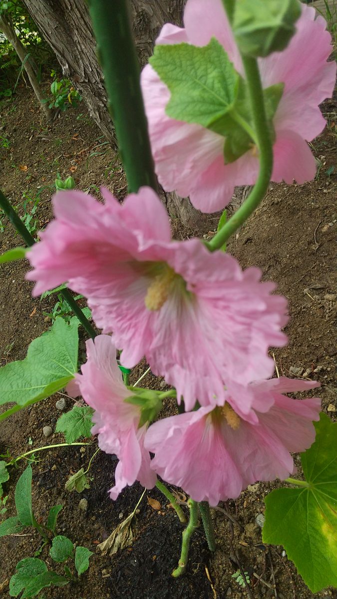 タチアオイの花💐