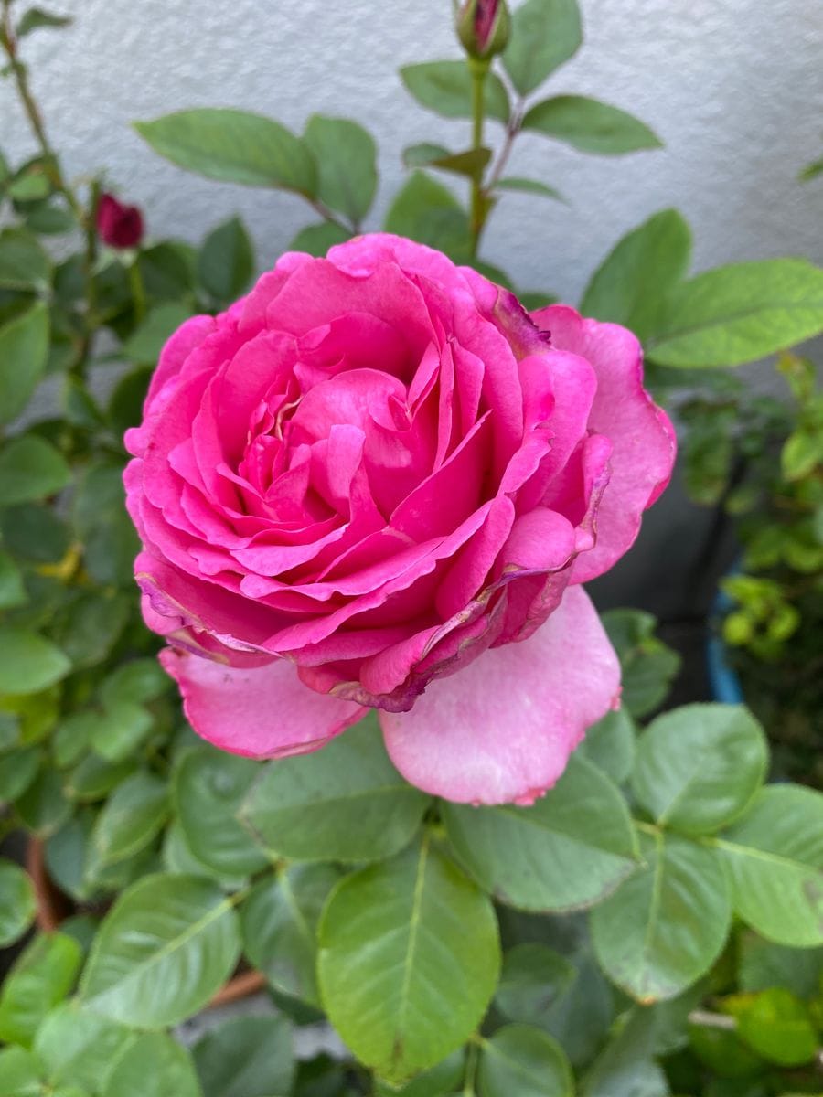 薔薇🌹2番花の開花❗️