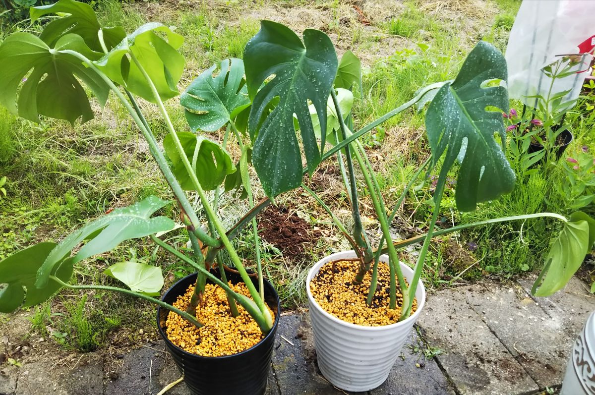 ☁️動きやすい気温💪温室✨お部屋🎶植物を整理🙆