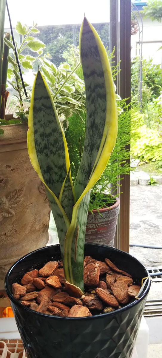 ☁️動きやすい気温💪温室✨お部屋🎶植物を整理🙆