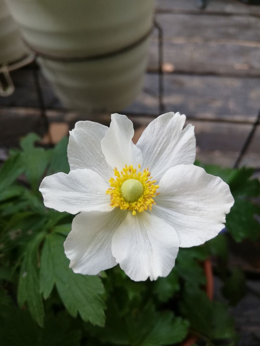 今朝の花🌼