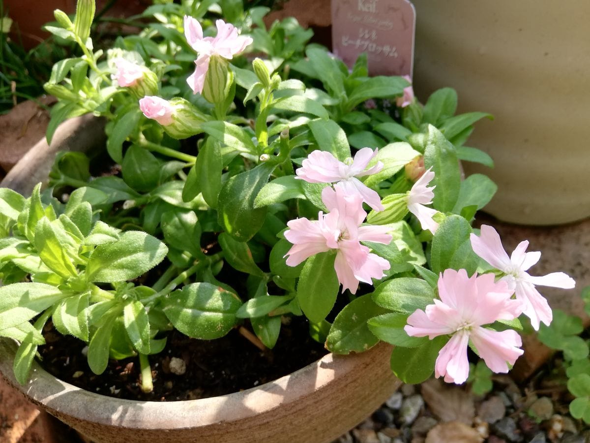 今朝の花🌼