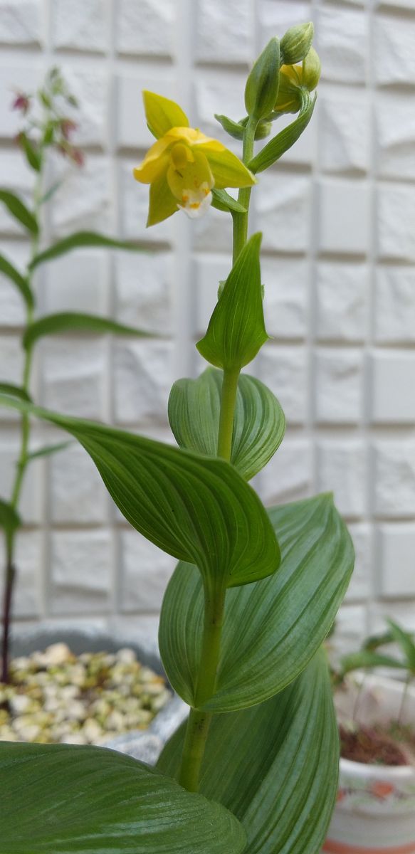 カキラン黄花素心が咲きました！