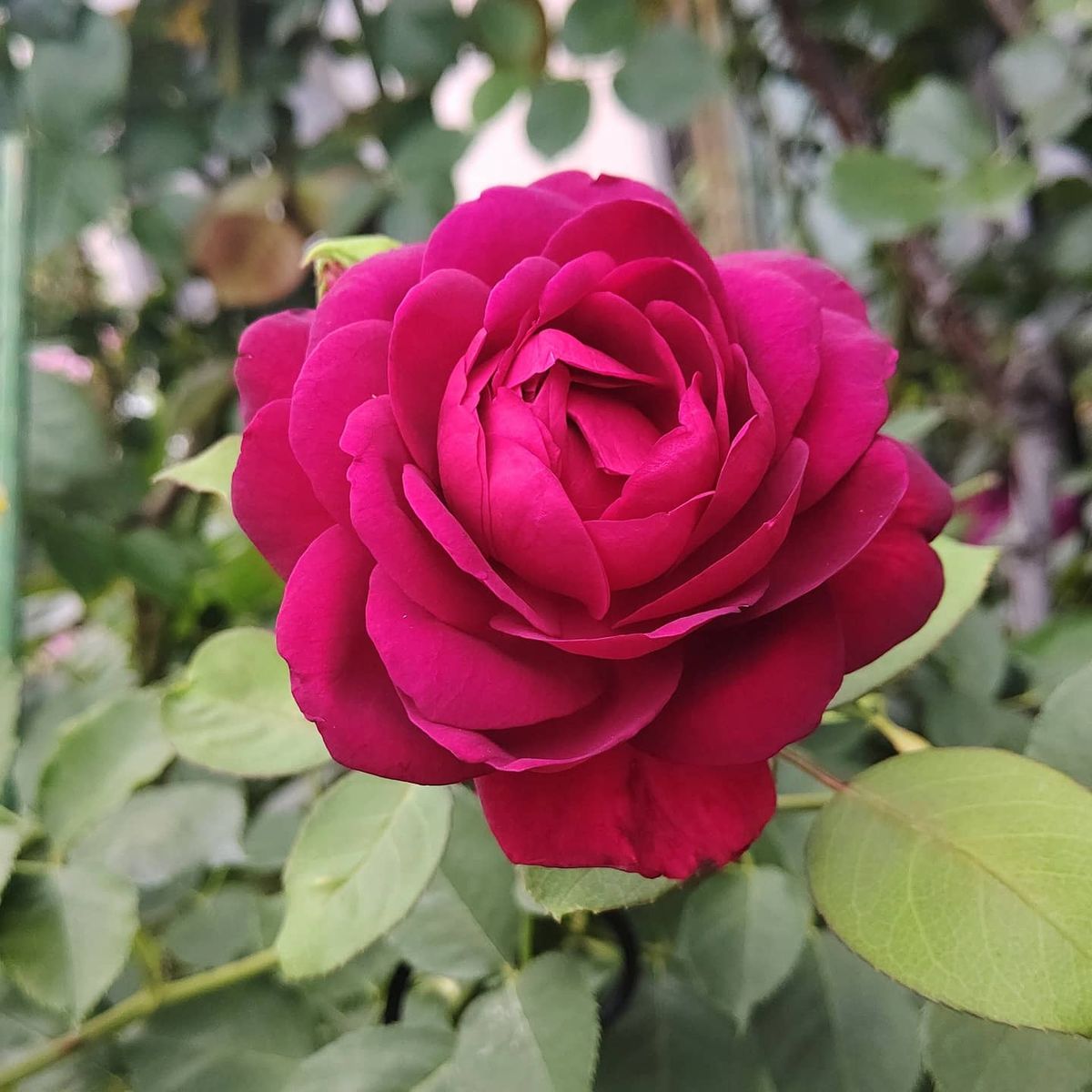 ハイビスカス🌺と薔薇の２番花🌹