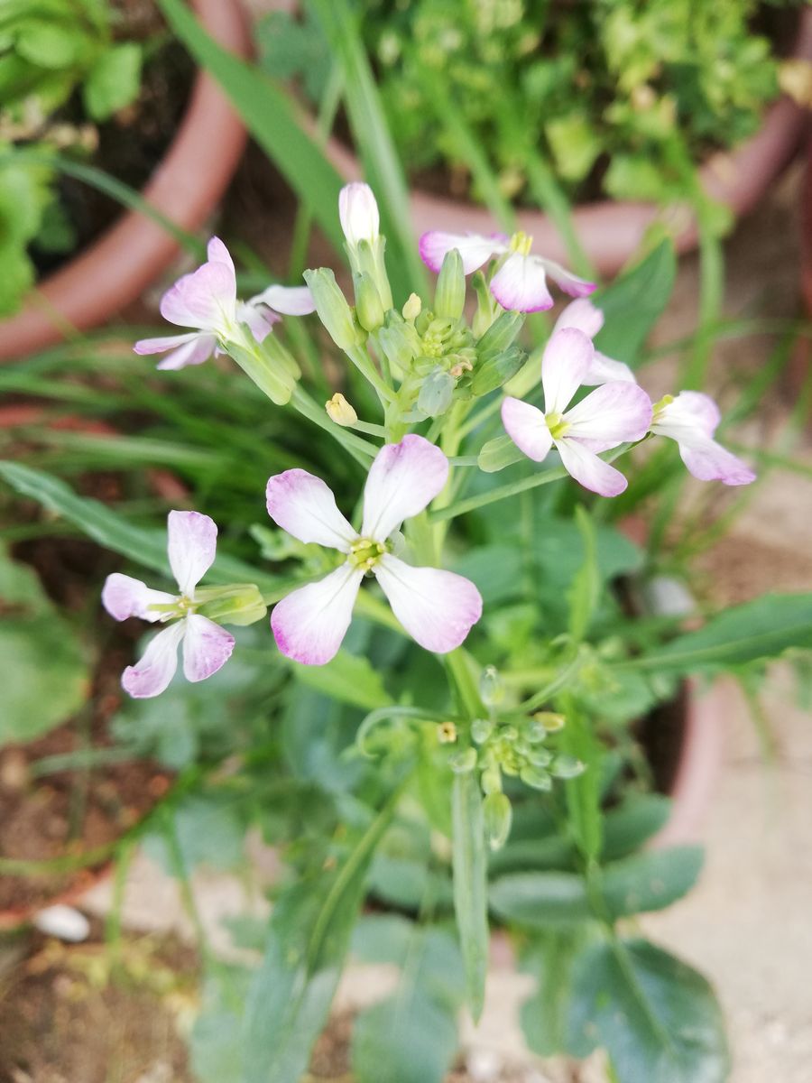 曇り☁️。クチナシ。ヒューケラ。大根のお花。