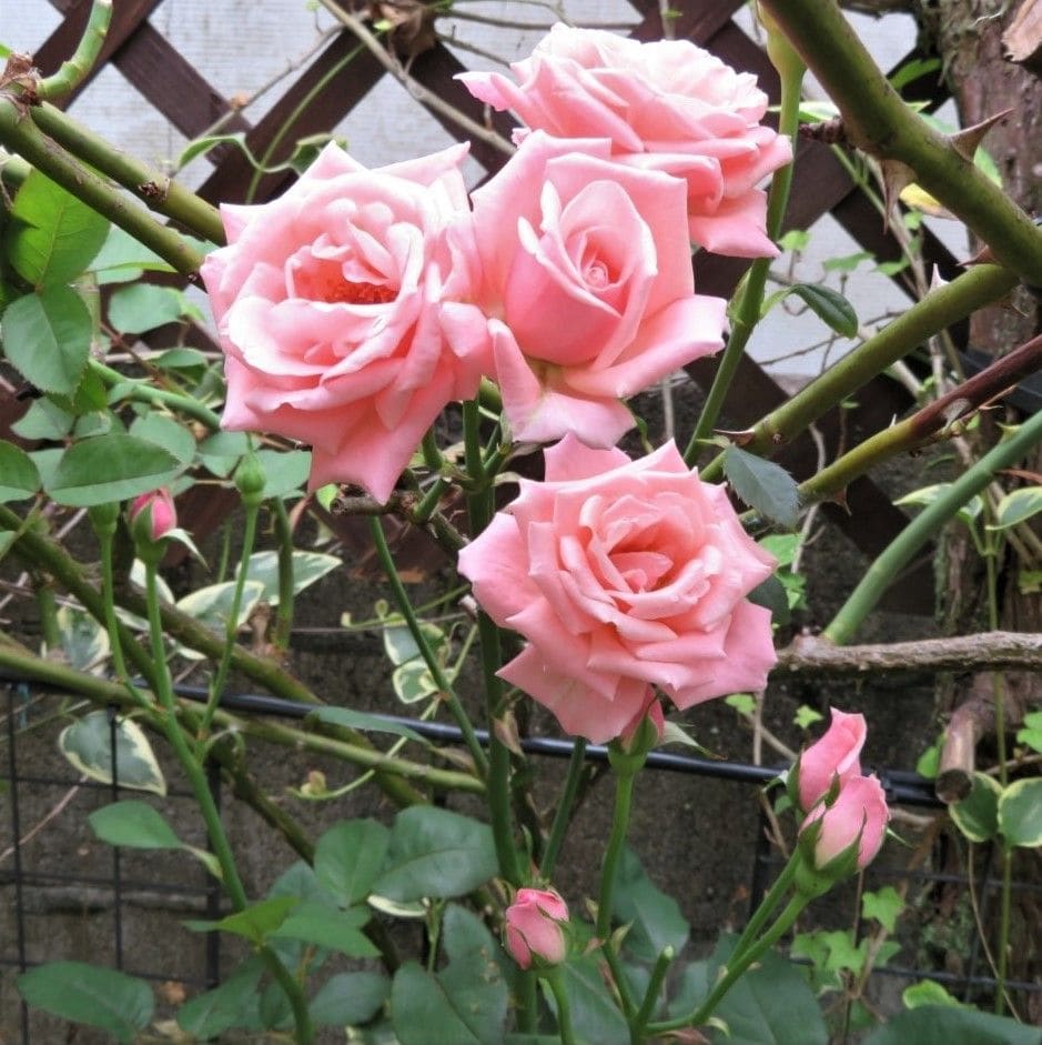 🌻今日の花たち🌻その100