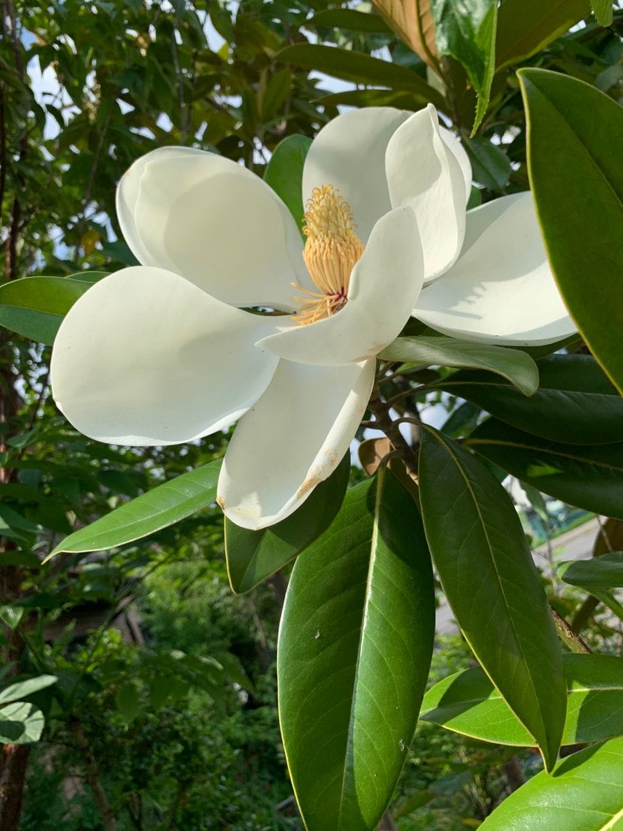 『タイサンボク💠泰山木』〜庭花〜