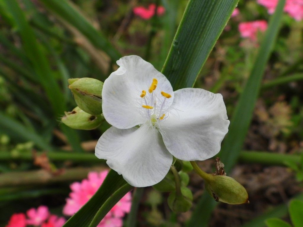 白花たち