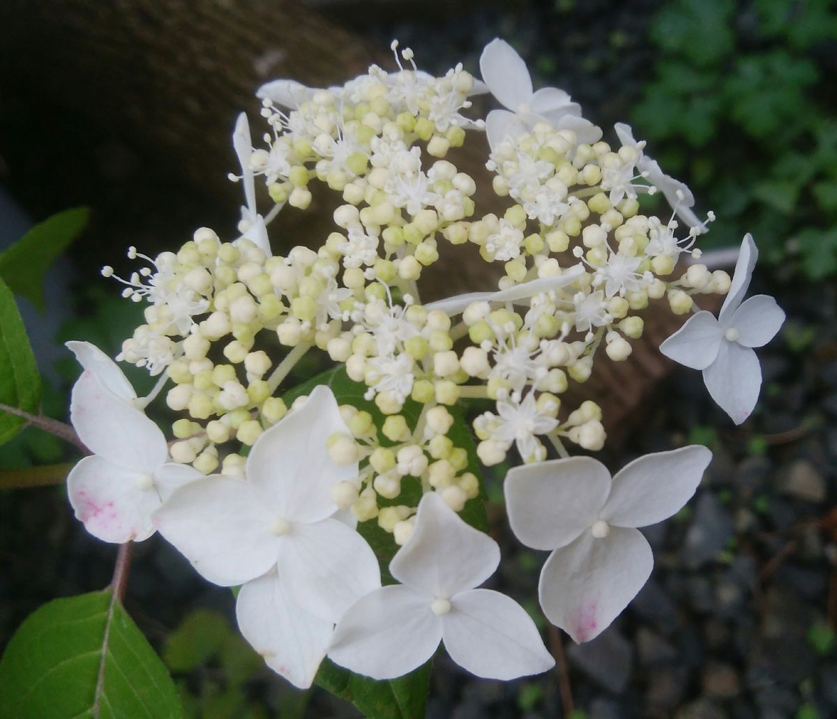 赤いお花🏵️