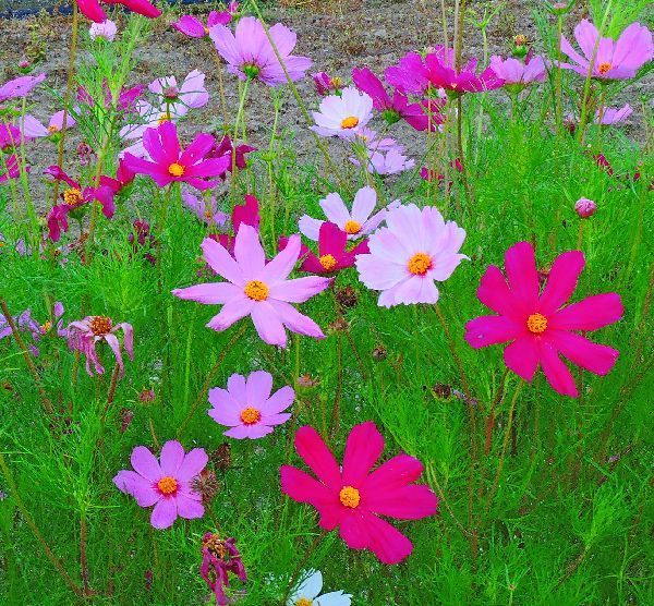 散歩道の花～コスモス