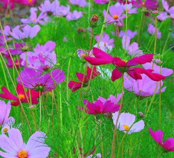 散歩道の花～コスモス