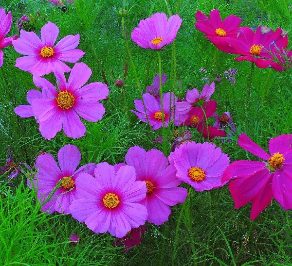 散歩道の花～コスモス