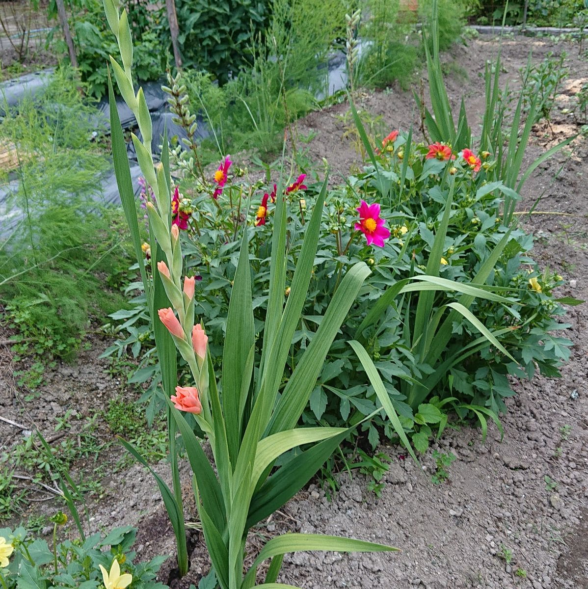 サボテン開花