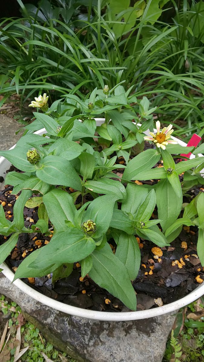 今日の作業  ～  夏のお花植え付け