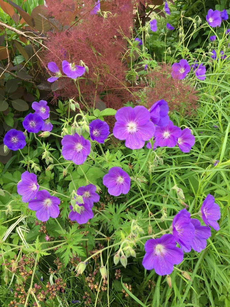 🌱今日のたろすけガーデン🌱