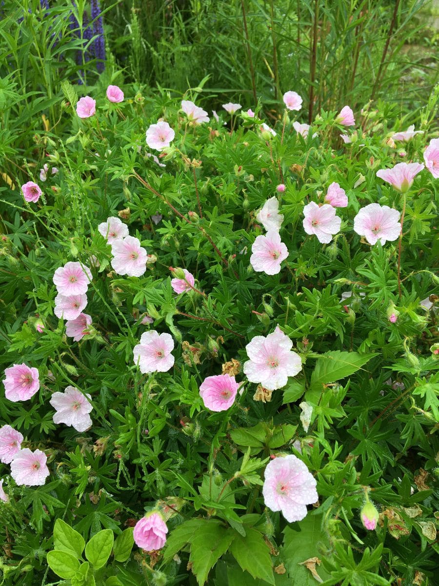 🌱今日のたろすけガーデン🌱