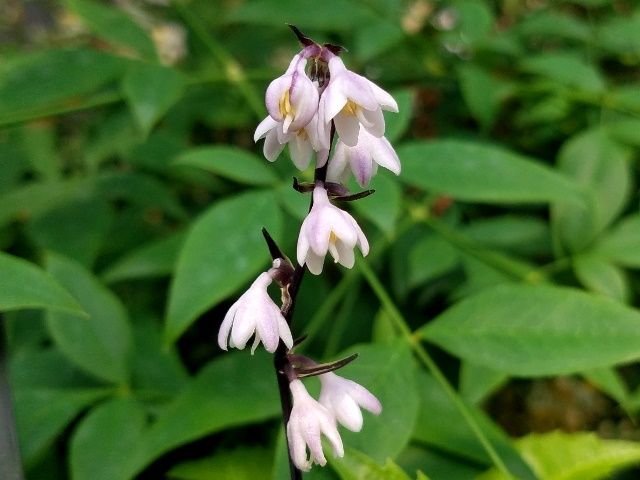 小さな花たち