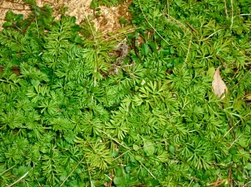 庭の零れ種　1年草