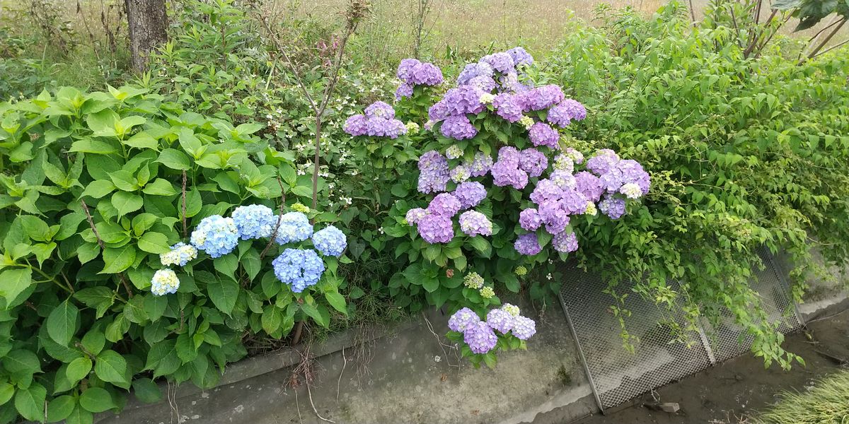 裏の紫陽花