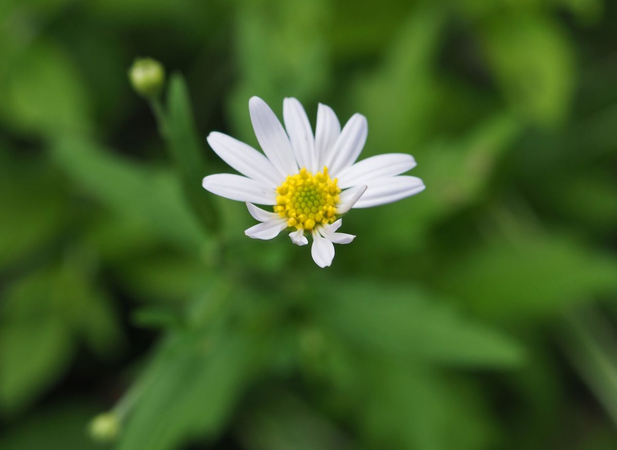 白い野菊の花