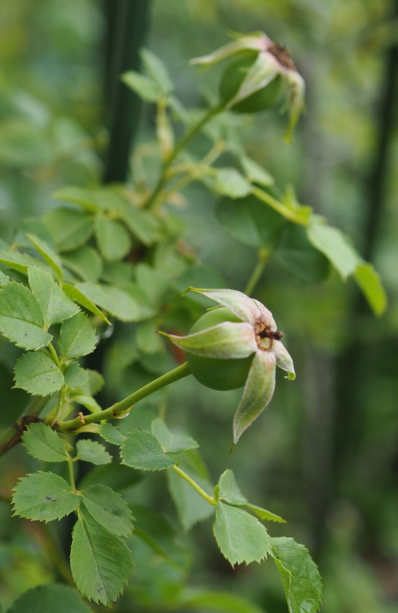 白い野菊の花