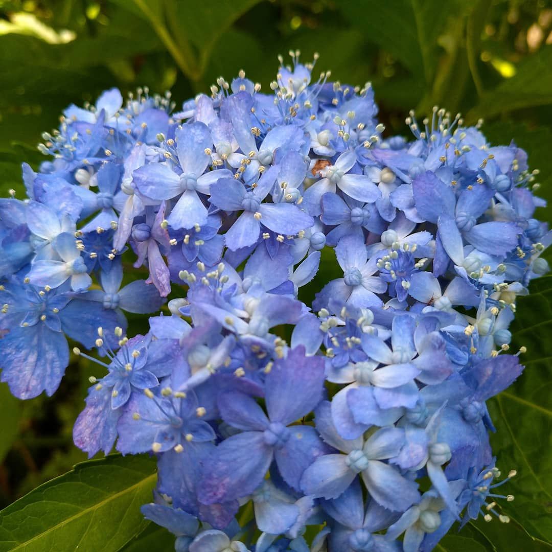 My garden flowers 💐