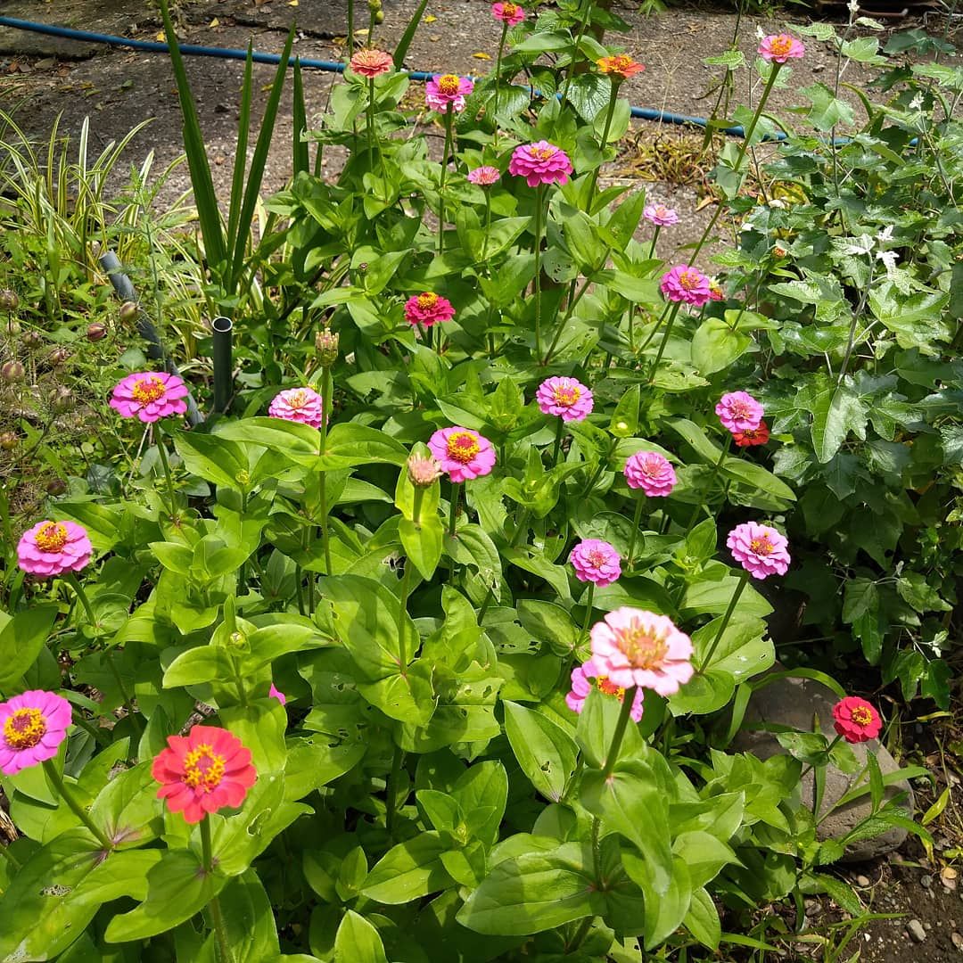 My garden flowers 💐