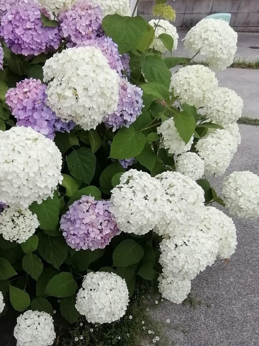 アナベルと紫陽花の競演💠