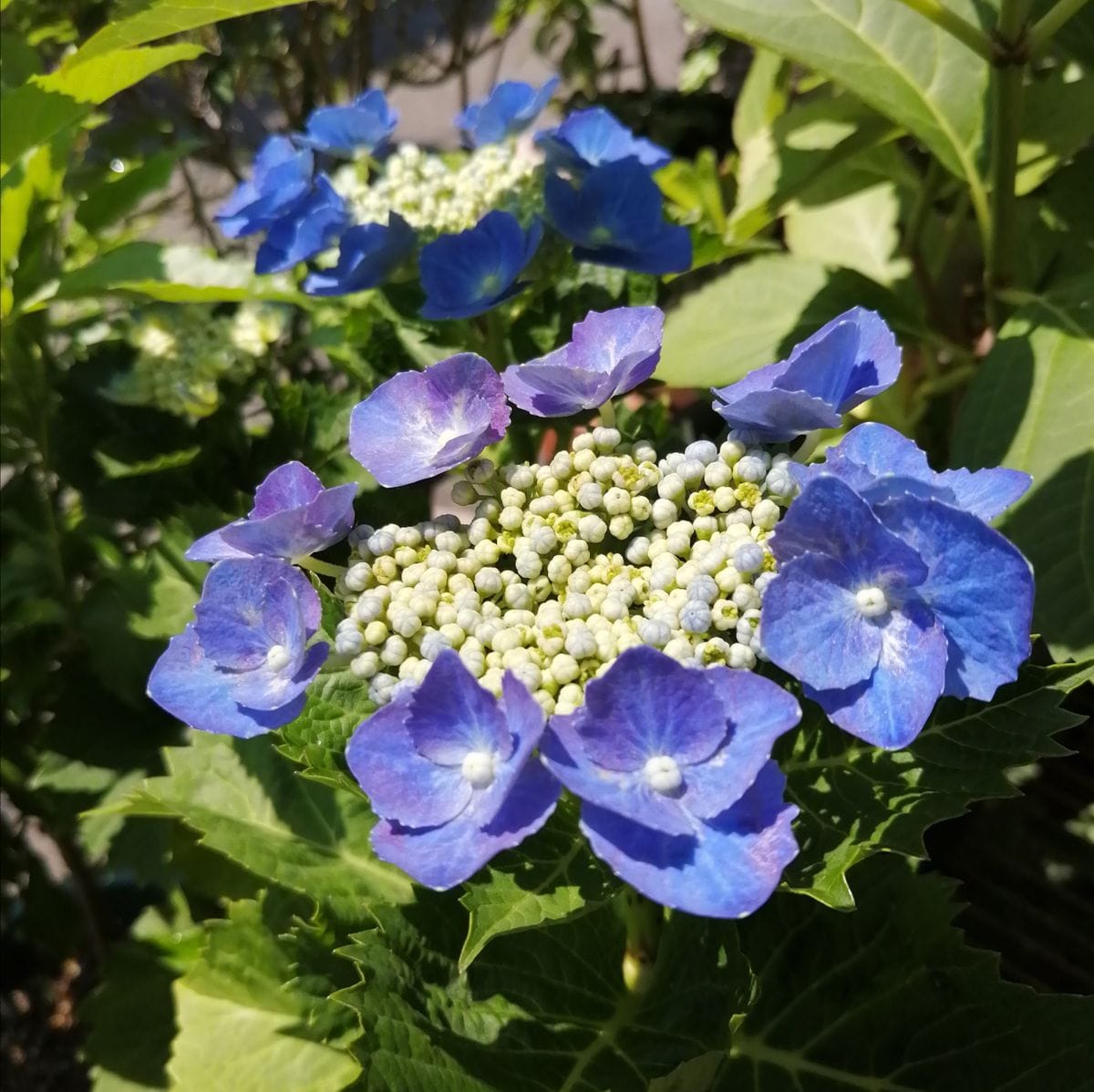 アナベルと紫陽花の競演💠