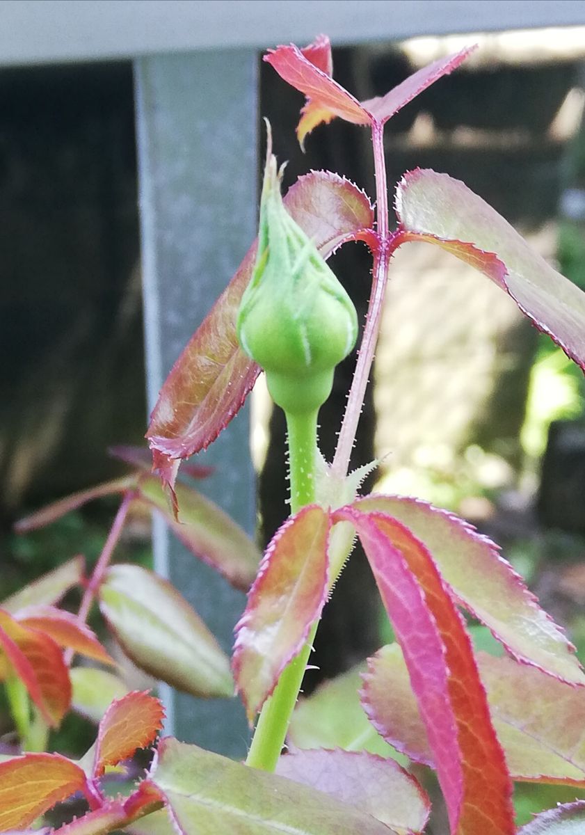 半日陰のベランダより