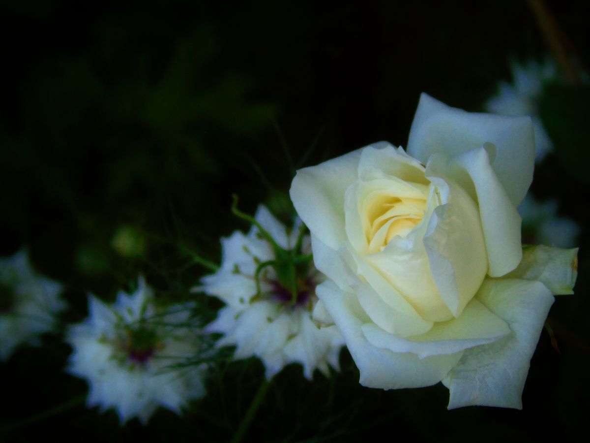 陶芸家の名前のバラ