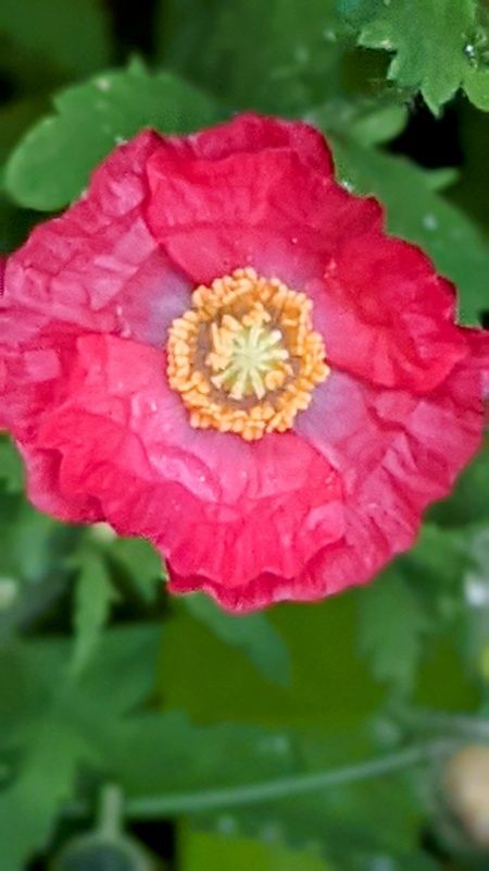 一日ごとに、違うお花　今日のポピー