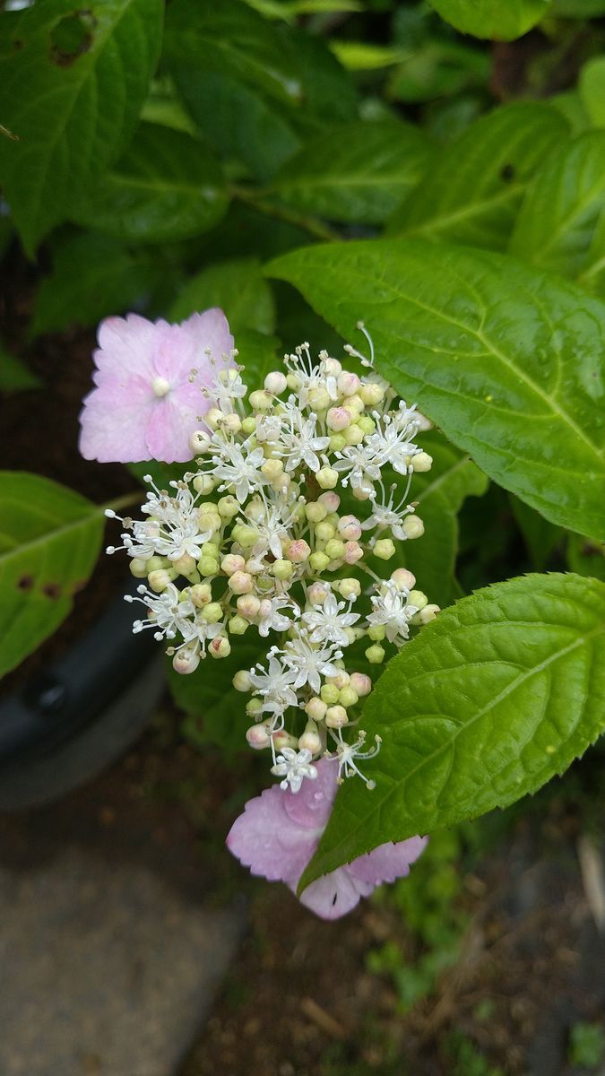 変わらない桃色🌸やさしい桃色🌸