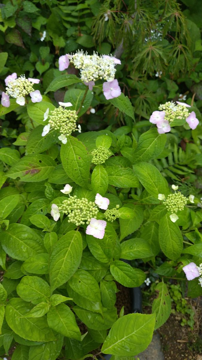 変わらない桃色🌸やさしい桃色🌸