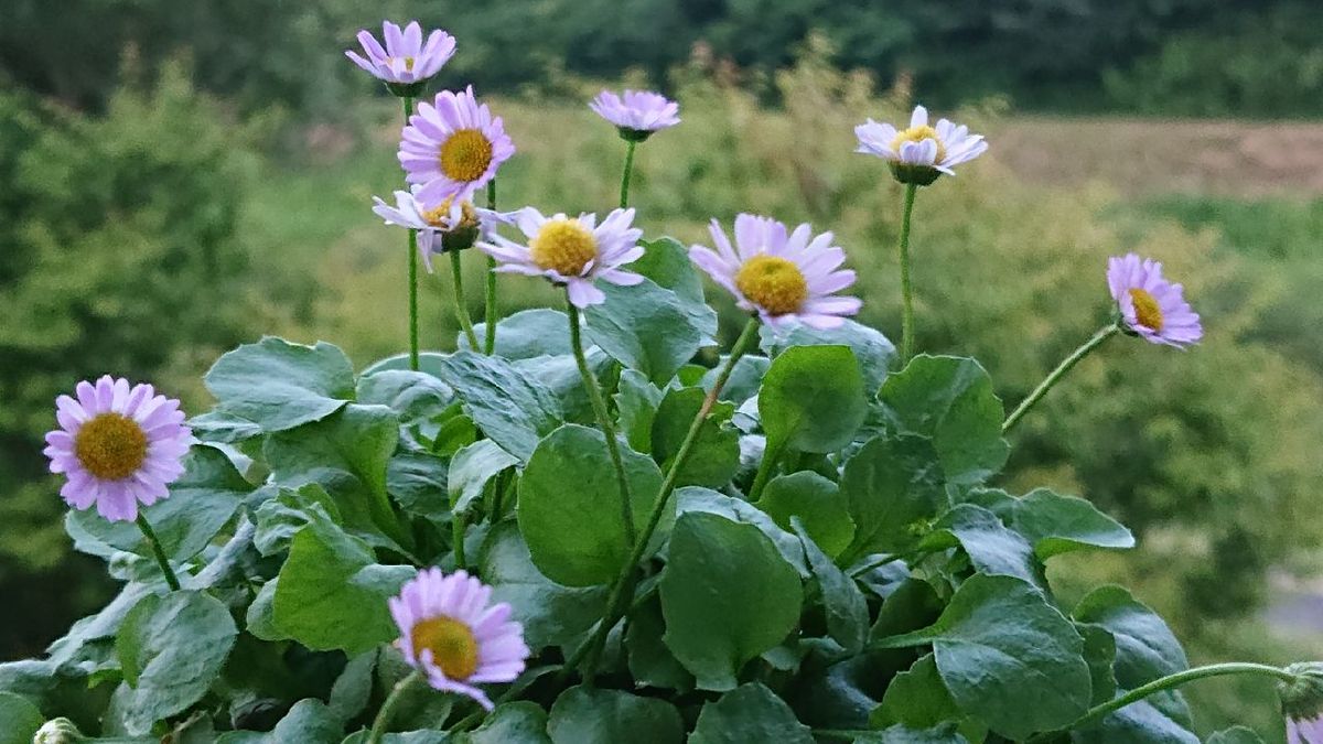 紫の花と…