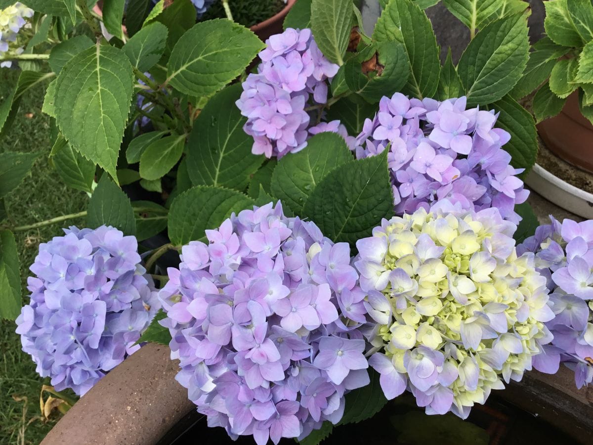 紫陽花の季節ですねー