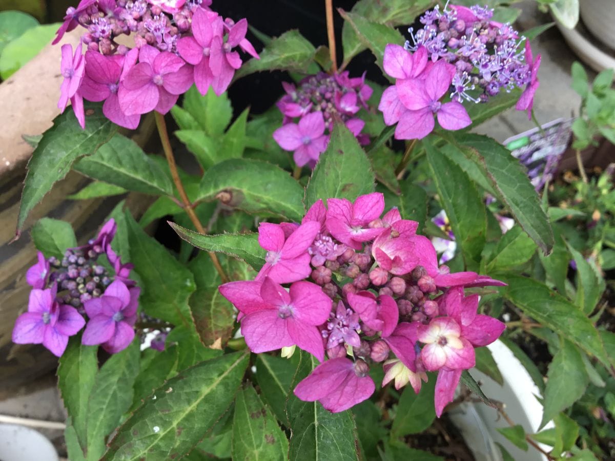 紫陽花の季節ですねー