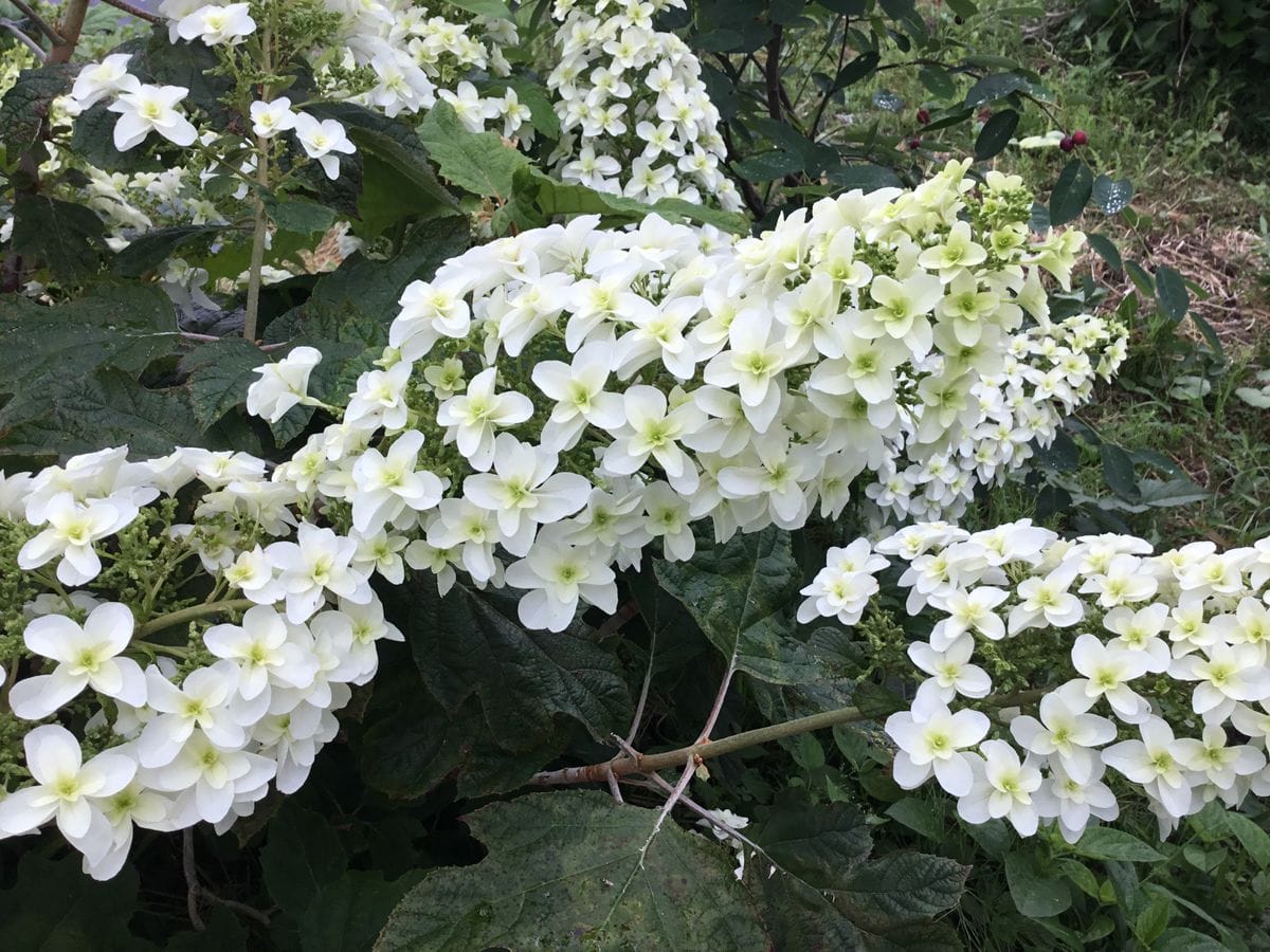 紫陽花の季節ですねー