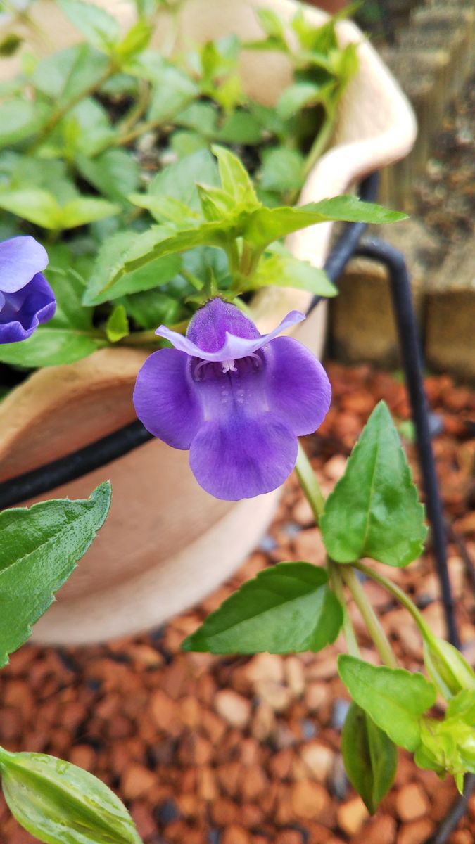 今日のお花たち６月16日