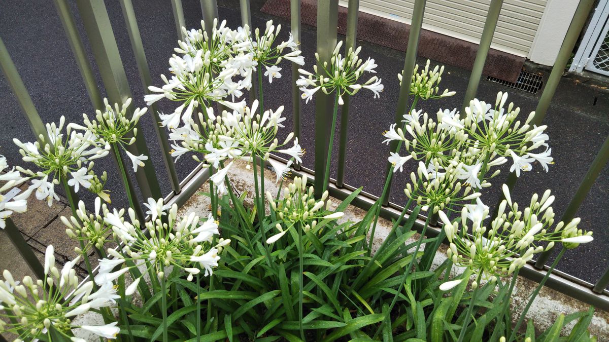 今日のお花たち６月16日