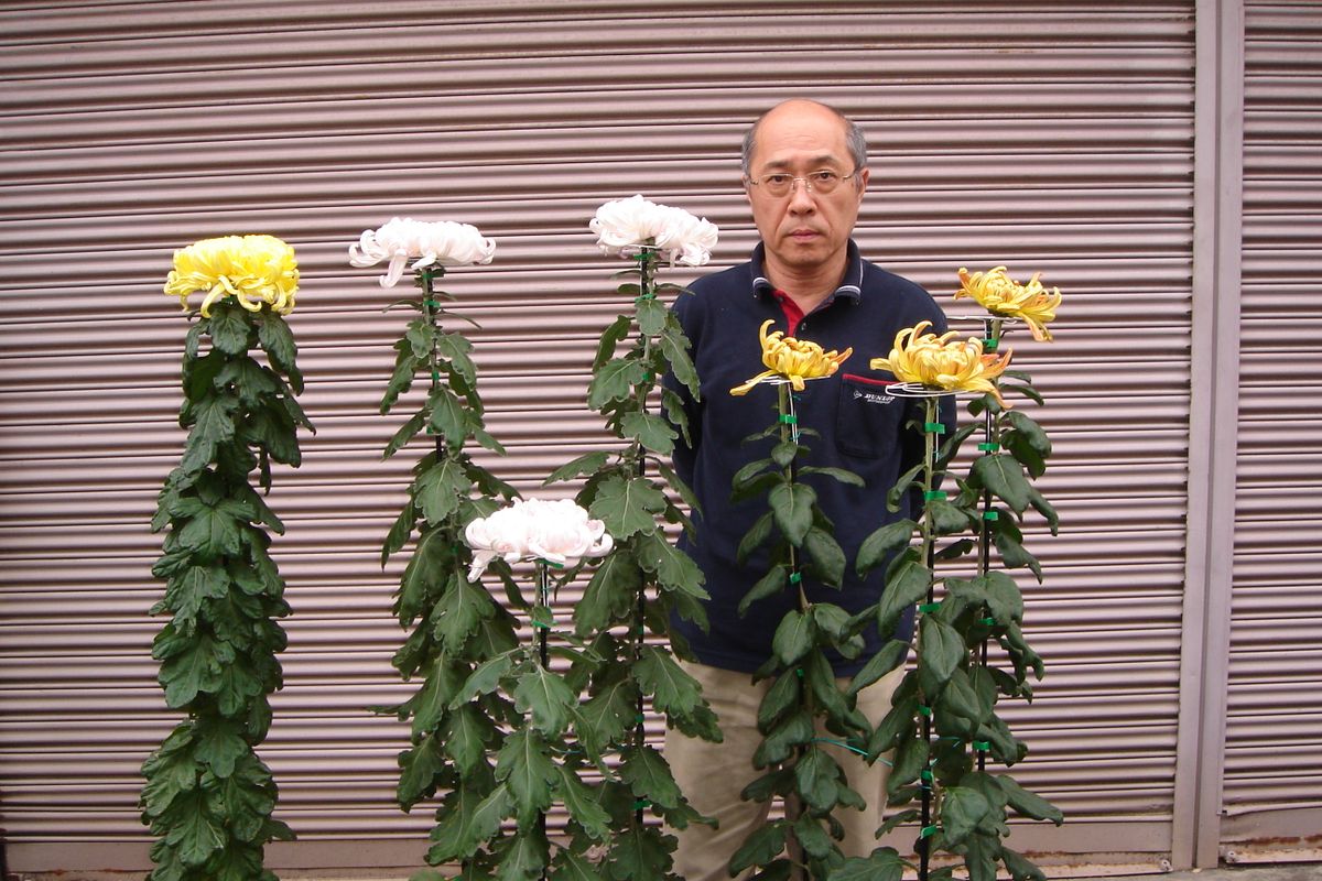 今年も咲かせました大菊